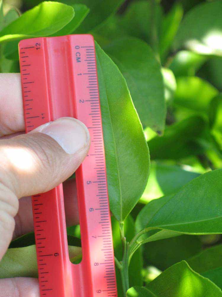              Unifoliolate leaf (Winter Haven, FL)       